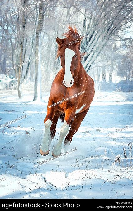 Oldenburg horse in the winter