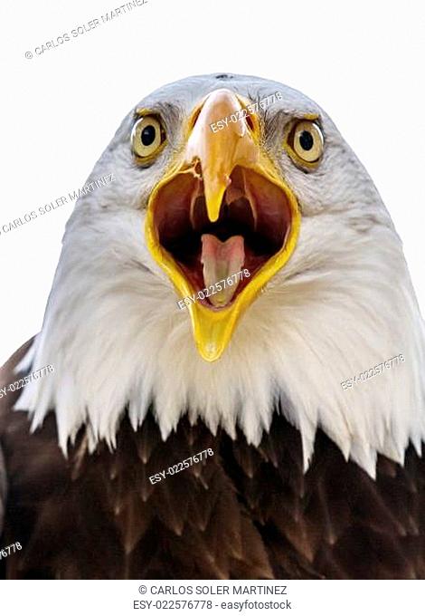 bald eagle haliaeetus leucocephalus