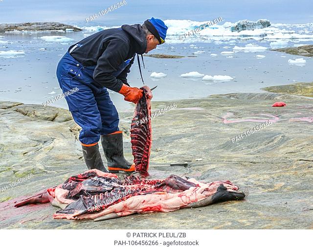 21.06.2018, Gronland, Denmark: On the 21st of July, a man shot a seal and slugged it on a rock in the coastal town of Ilulissat in western Greenland