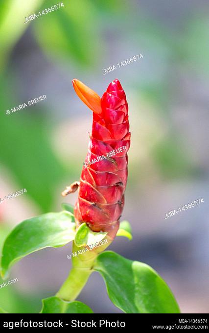 Red ginger (Alpinia purpurata), Dusit Thani hotel complex, Hua Hin, Prachuap Khiri Khan province, Thailand, Gulf of Thailand, Asia