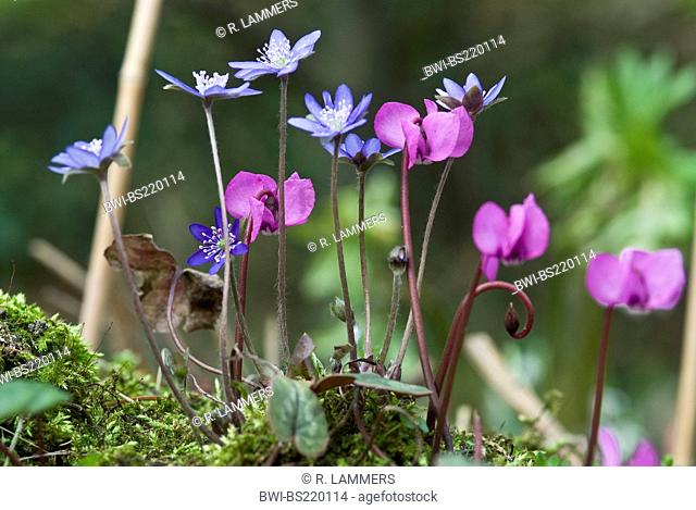 Hepatica liverleaf, American liverwort (Hepatica nobilis, Anemone hepatica), and cyclamen (Cyclamen coum) on a meadow in spring, Germany, North Rhine-Westphalia