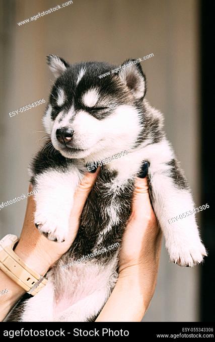 Four-week-old Husky Puppy Of White-gray-black Color Closed Eyes And Sitting In Hands Of Owner