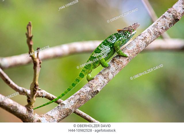 chameleon in Tanzania