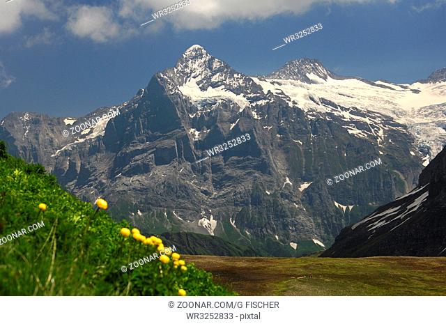 Das mächtige Wetterhorn-Massiv steigt aus dem Tal bei Grindelwald, Berner Oberland Schweiz / The mighty Wetterhorn massif throning above the valley near...