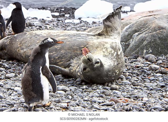 Weddell Seal Leptonychotes weddellii hauled out on the beach at Brown Bluff on the Antarctic Peninsula, southern Ocean This is the most southerly breeding seal...