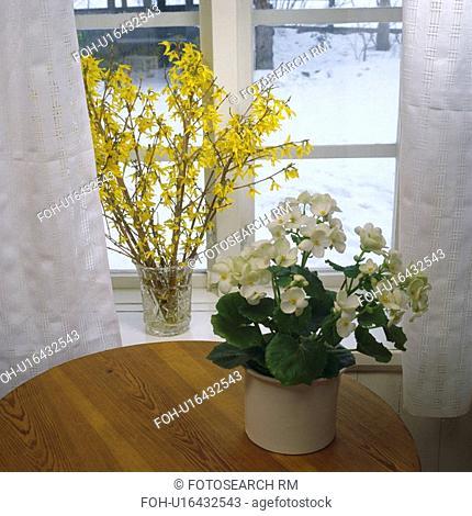 Close-up of forysthia in vase on windowsill and white begonia in pot