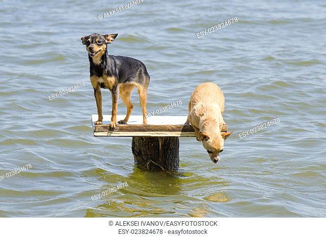 On the table set in the river two dogs dwarf - Russian toy terrier and chihuahua who wants to jump into the water