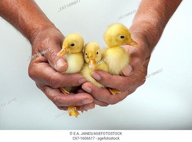 Ducklings in farmers hands