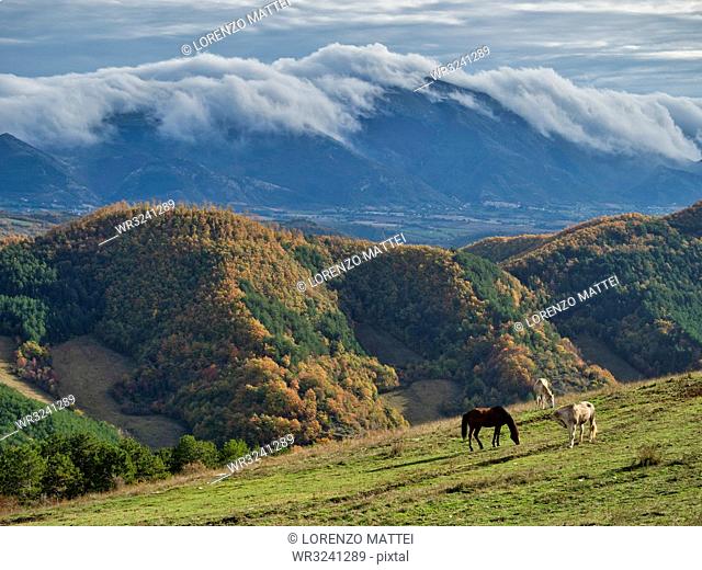 Horses grazing by Apennine Mountains in Italy, Europe