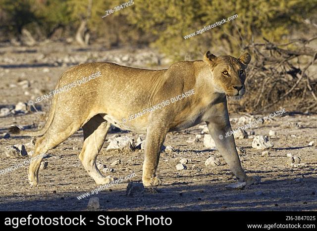 Lioness (Panthera leo), adult female walking on the arid ground, in the morning light, Etosha National Park, Namibia, Africa