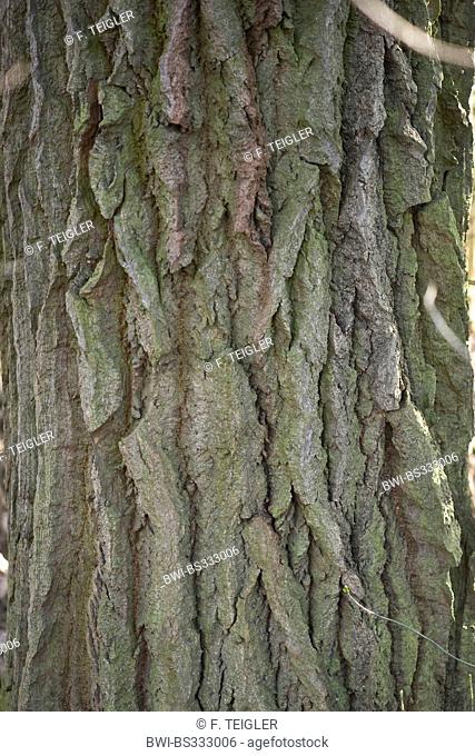 Grey Poplar (Populus x canescens, Populus canescens), bark