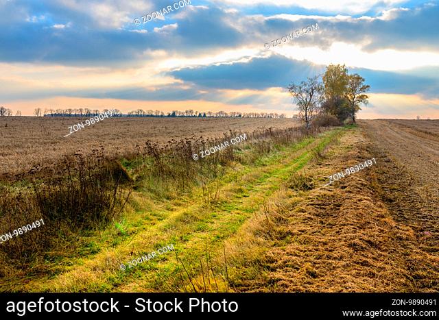 Autumn landscape - cereal field at sunset with field road, cloudy sky and trees