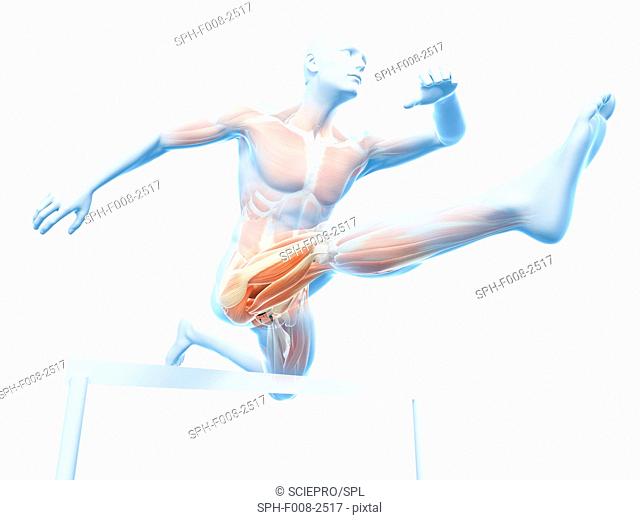 Male musculature, computer artwork