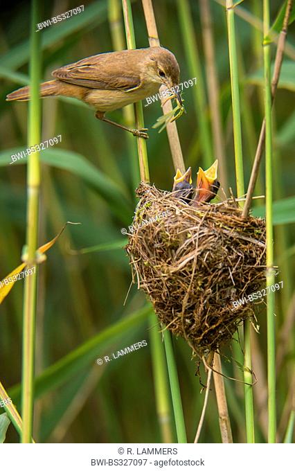 reed warbler (Acrocephalus scirpaceus), adult feeding its chick with a dragonfly, Germany, North Rhine-Westphalia, Verl