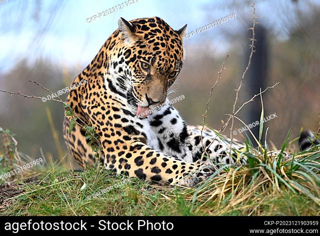 New male jaguar named Akabu (not pictured) is in zoo in Zlin, Czech Republic, December 19, 2023. Pictured female jaguar Yuna