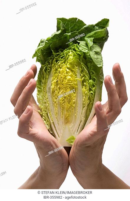 Hands holding a head of lettuce
