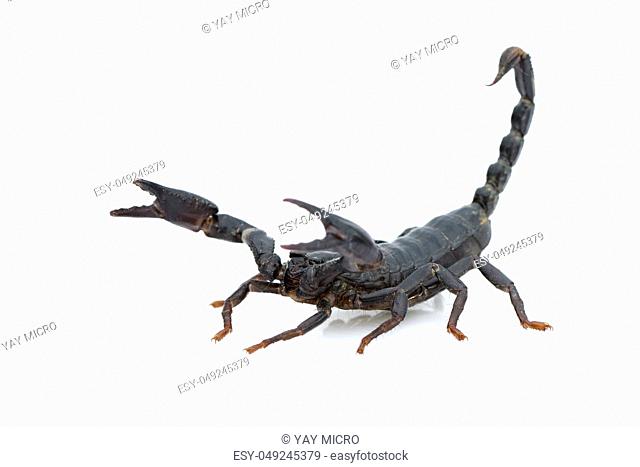 Image of emperor scorpion (Pandinus imperator) on a white background. Insect. Animal