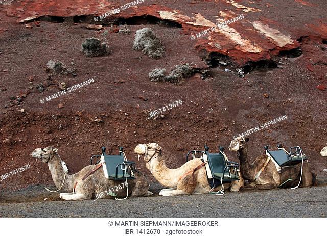 Riding camels, dromedaries in Timanfaya National Park, Montañas del Fuego volcanoes, Lanzarote, Canary Islands, Spain, Europe