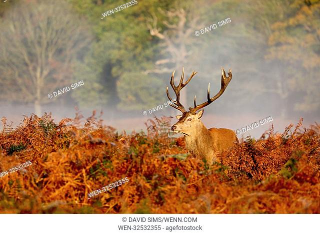 The sun breaks on the monday after the clocks go back an hour to GMT. A cold morning over Richmond Park in London. Featuring: Atmosphere Where: Richmond Upon...