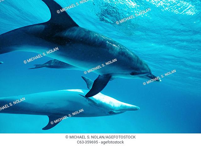Stenella frontalis. Two spotted dolphin calves off Little Bahama banks. Grand Bahama Island