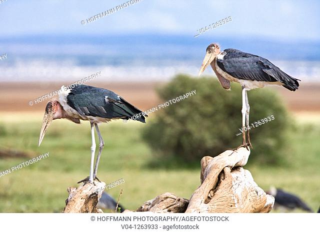 Two marabou storks (Leptoptilus crumeniferus) sitting on a tree trunk in the Lake Manyara National Park in Tansania, Africa