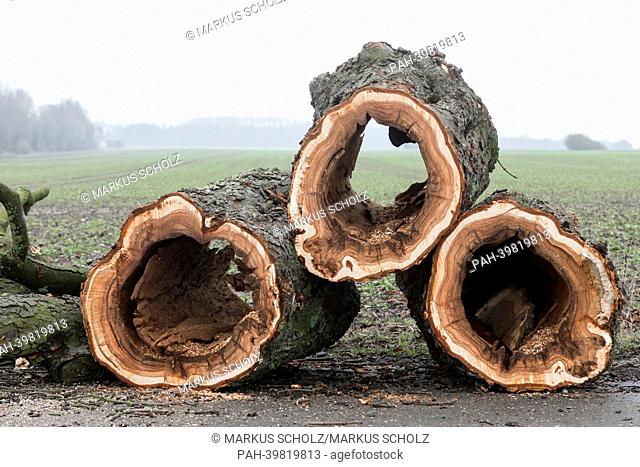 (FILE) An archive photo shows sections of the trunk of an oak tree hollowed due to the brittle cinder are stacked on an avenue near Bad Segeberg,  Germany
