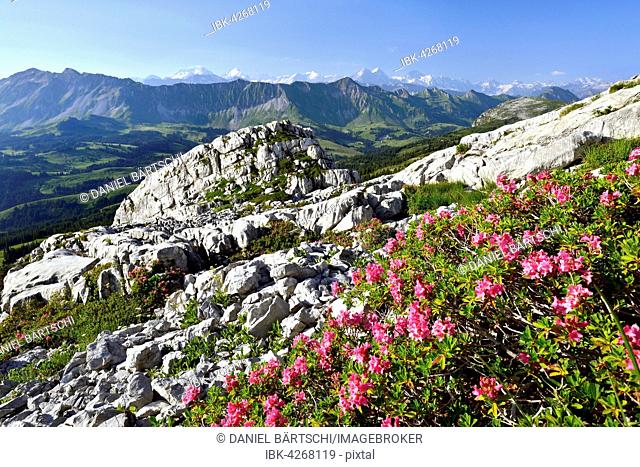 View to Brienzer Rothorn and the Bernese Alps with Eiger, Mönch and Jungfrau, Entlebuch, seen from the Schrattenfluh, hairy alpenrose (Rhododendron hirsutum) in...
