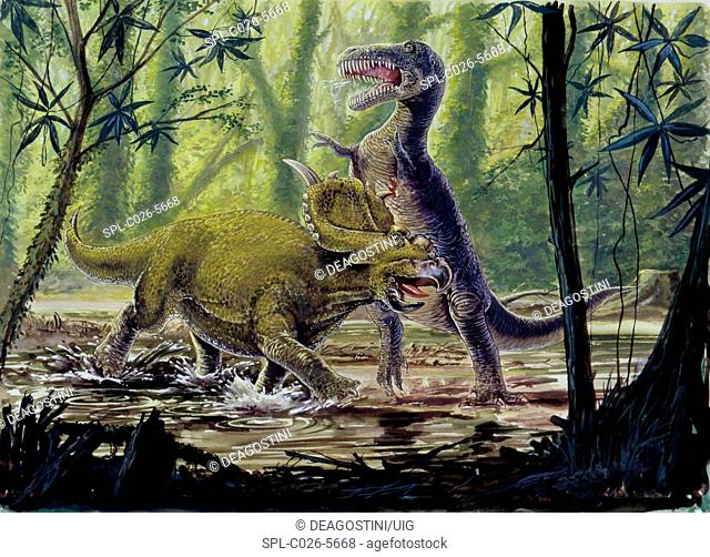 Pachyrhinosaurus and theropod fighting. Computer illustration of Pachyrhinosaurus sp. (left) and theropod (right) dinosaurs fighting in a prehistoric forest