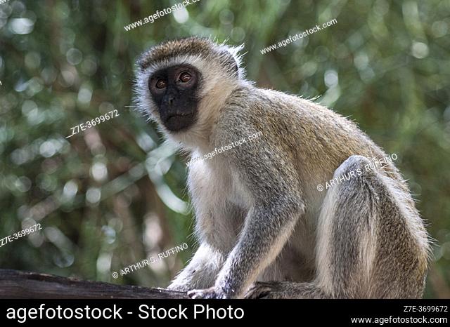 In a pensive mood. Portrait of a vervet monkey (Chlorocebus pygerythrus). Amboseli National Park, Kenya, Africa