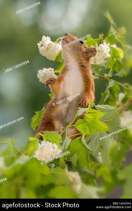 close up of head of red squirrel standing between flowers on tree trunk looking up