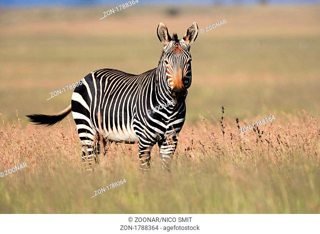 Endangered Cape Mountain Zebra Equus zebra, Mountain Zebra National Park, South Africa africa, african, alert, animal, cape, conservation, ecology, endangered