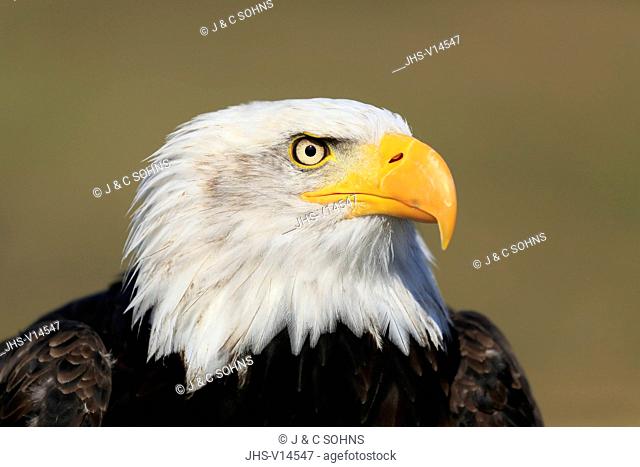 Bald Eagle, (Haliaeetus leucocephalus), adult portrait alert, captive, Rimavska Sobota, Slovak Republic, Europe