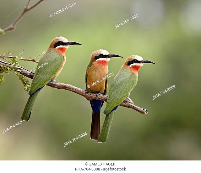 Three white-fronted bee-eaters Merops bullockoides, Kruger National Park, South Africa, Africa