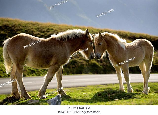 Mare and foal horses in Vallee d'Ossau near Laruns in Parc National des Pyrenees Occident, France