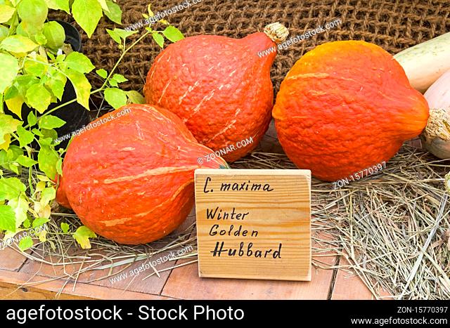 Autumn Exhibition of Agricultural Products. Pumpkin (Cucurbita maxima) of the Winter Golden Hubbard variety