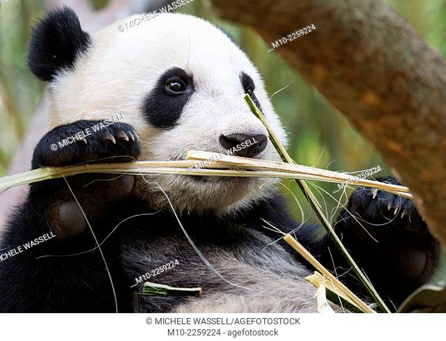 Giant Panda cub learning how to eat bamboo