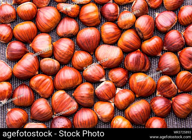 Ripe chestnuts close up. Raw Chestnuts for Christmas. Fresh sweet chestnut. Food background