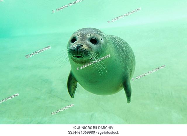 Common Seal, Harbour Seal (Phoca vitulina) under water in a basin, Stock  Photo, Picture And Rights Managed Image. Pic. SSJ-H-81069980 | agefotostock