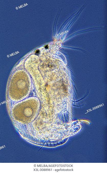 Alona sp. Water flea with eggs. Copepod. Crustacean. Invertebrate. Optic microscopy