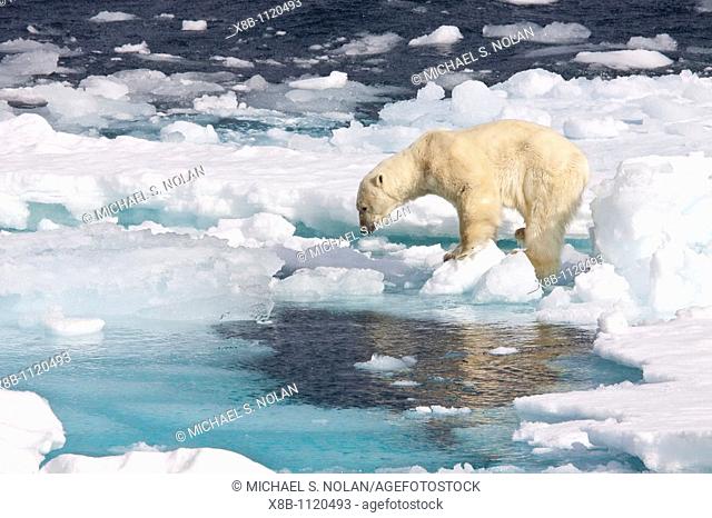 A curious adult polar bear Ursus maritimus approaches the National Geographic Explorer in the Barents Sea off the eastern coast of Edge¯ya Edge Island in the...