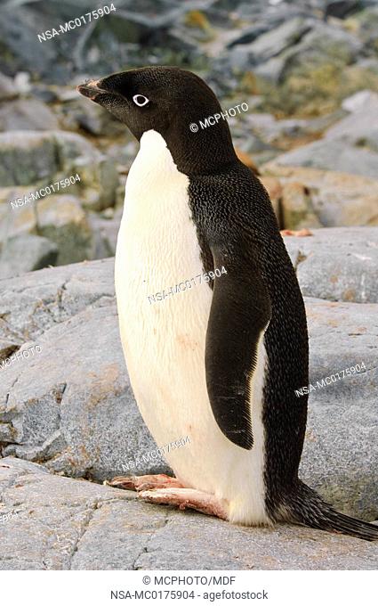 Adelie penguin Petermann Island Antarctica
