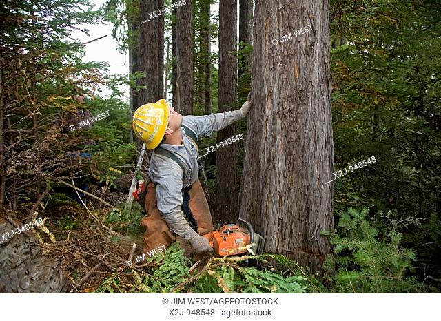 Fort Bragg, California - Logging of redwoods in northern California  Timber faller Gary Roach cuts a tree with his chainsaw