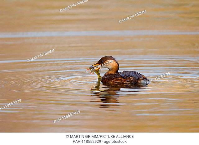 Little Grebe (Tachybaptus ruficollis) adult swimming with fish in bill, Hesse, Germany | usage worldwide. - /Hessen/Germany