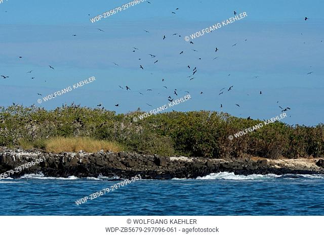 View of Iguana Island in Panama with Magnificent frigate birds (Fregata magnificens) flying over their nesting area on the island