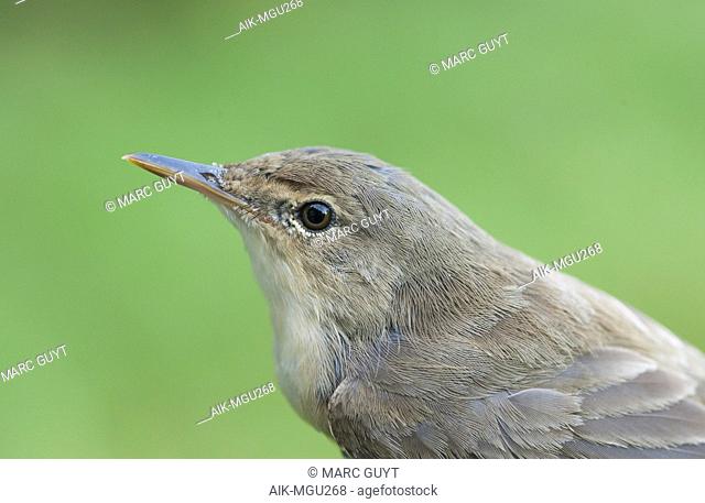 Close-up of Eurasian Reed Warbler (Acrocephalus scirpaceus) caught and banded in late August on the ringing station of Nijmegen, Netherlands