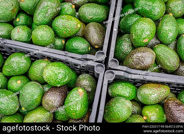 16 March 2022, Mexico, Morelia: Avocados lie in a crate after being packed in a factory. Avocados are one of the most lucrative commodities for Mexican growers