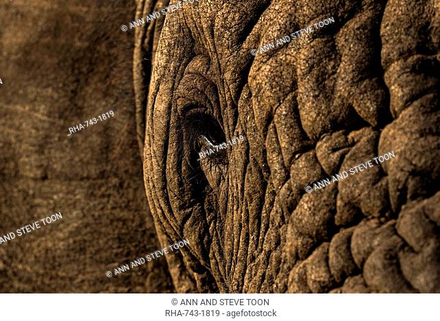 African elephant (Loxodonta africana), Zimanga game reserve, KwaZulu-Natal, South Africa, Africa