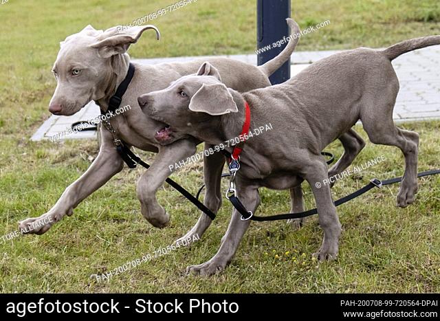08 July 2020, Schleswig-Holstein, Eutin: The puppies Lilli and Koko run next to each other. The hunting dogs are trained as mantrailer dogs by the...