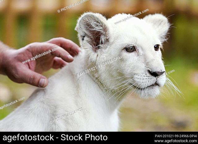 21 October 2020, Rhineland-Palatinate, Landau: The baby lion Lea is sitting in a temporary enclosure after a press conference at the terrarium and desert zoo...