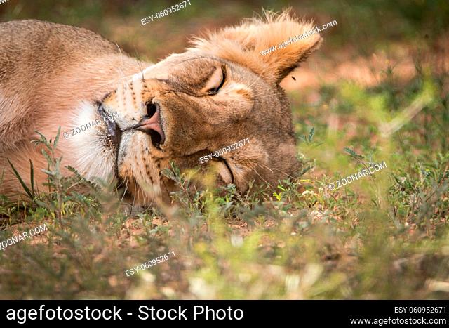 Close up of a Lion sleeping in the grass in the Kgalagadi Transfrontier Park, South Africa